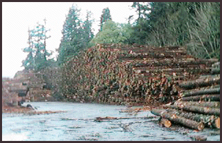 log deck