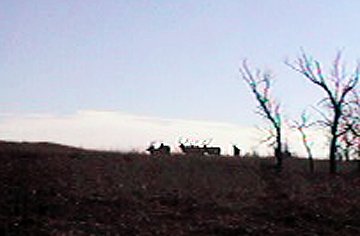 elk