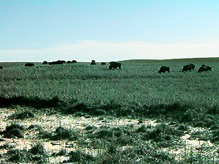 buffalo